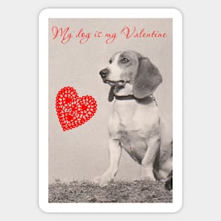 My Dog is my Valentine (Beagle) Sticker